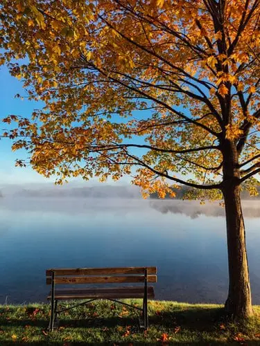 A tree with orange leaves next to a bench overlooking a lake