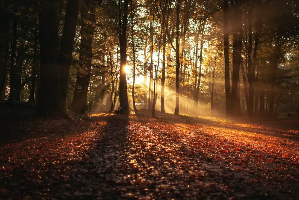 An autumnal forest with brown and orange leaves on the ground; the sun is shining through the trees