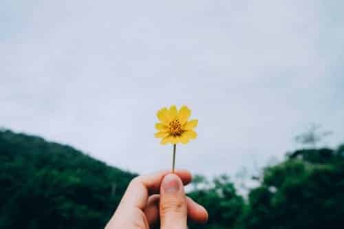 A hand holding a buttercup