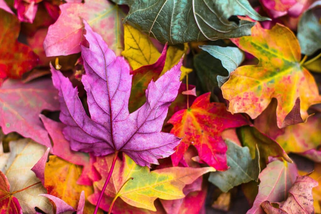 purple, red and yellow leaves