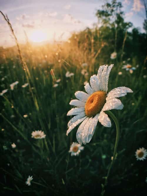 daisies in a field during sunrise