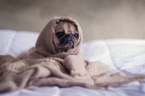A pug wrapped in a blanket