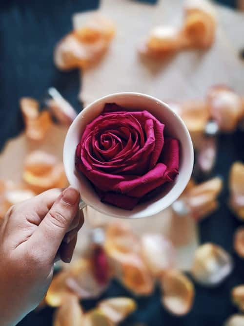 A rose in a cup